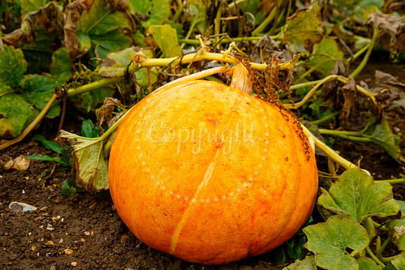 Mrs G’s Pumpkin Patch in Garboldisham opening day