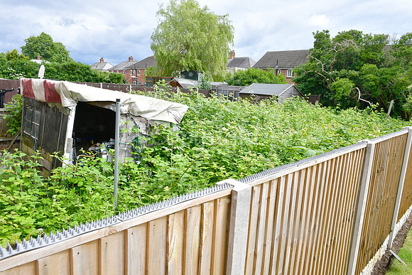 Staunton Road garden