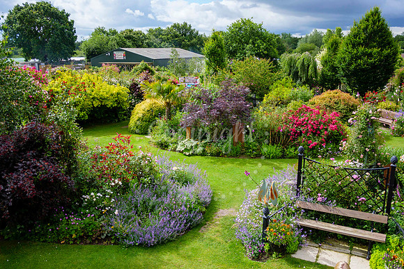 Peter Beales Rose Festival