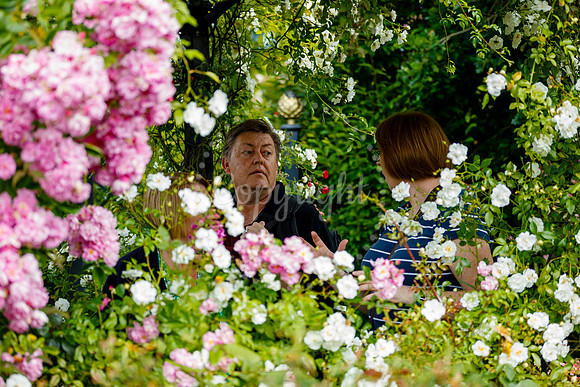 Peter Beales Rose Festival
