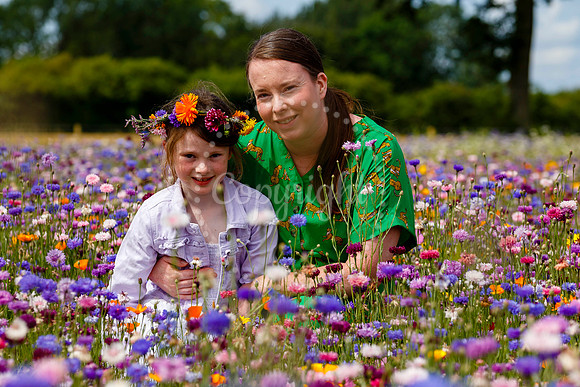 Pulham Market Maize Maze and PYO Wildflowers held at Pulham Patc
