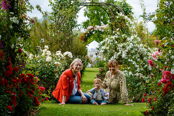 Peter Beales Rose Festival