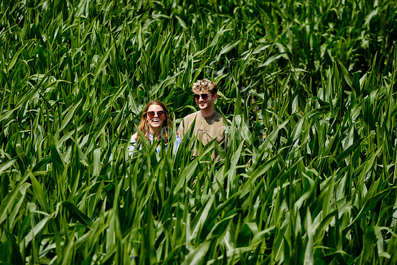Pulham Market Maize Maze and PYO Wildflowers held at Pulham Patc