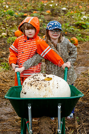 Mrs G’s Pumpkin Patch in Garboldisham opening day