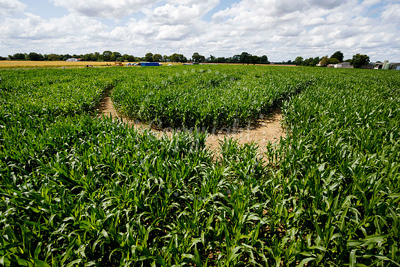 Pulham Market Maize Maze and PYO Wildflowers held at Pulham Patc
