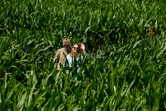 Pulham Market Maize Maze and PYO Wildflowers held at Pulham Patc