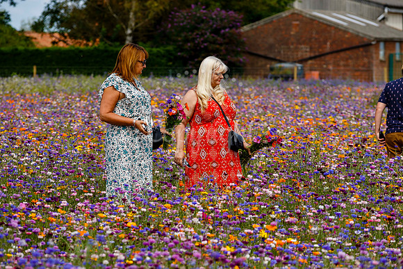Pulham Market Maize Maze and PYO Wildflowers held at Pulham Patc