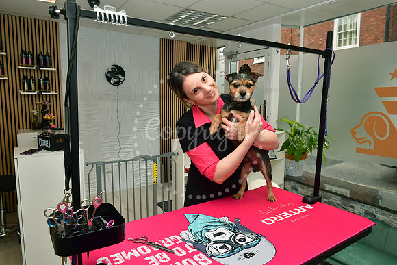 Temple of Dog Grooming