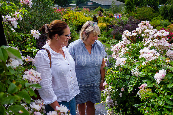 Peter Beales Rose Festival