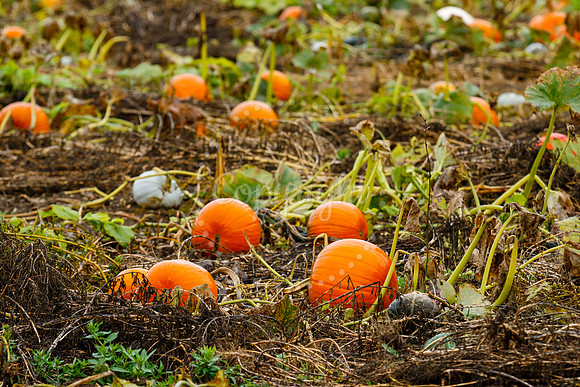 Mrs G’s Pumpkin Patch in Garboldisham opening day