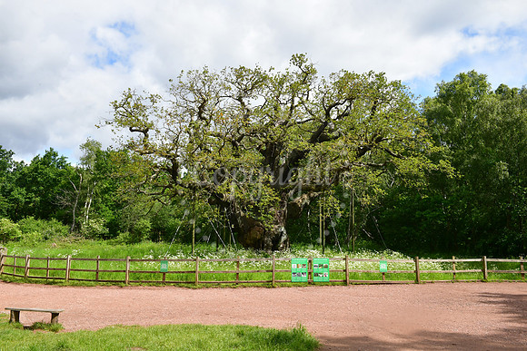 Sherwood Forest Anti-Wildfire capaign