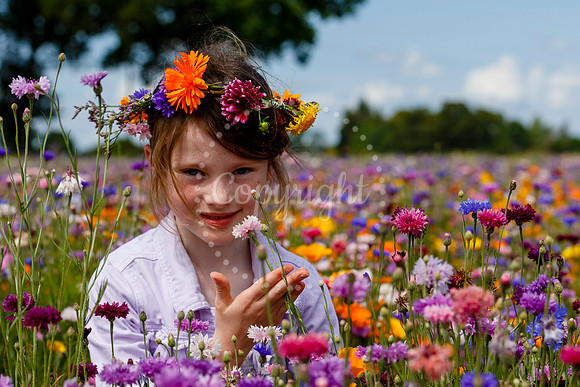 Pulham Market Maize Maze and PYO Wildflowers held at Pulham Patc