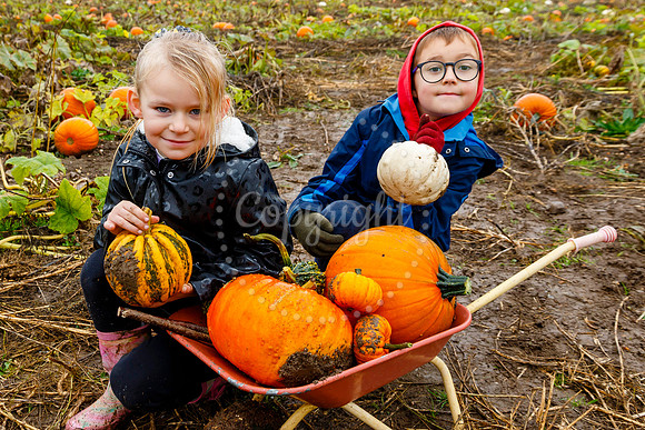 Mrs G’s Pumpkin Patch in Garboldisham opening day