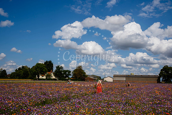 Pulham Market Maize Maze and PYO Wildflowers held at Pulham Patc