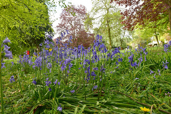Bluebells in Newark Cemetery
