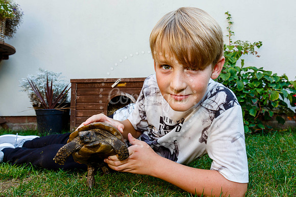 Daisy the male tortoise which escaped from his family home in Oc