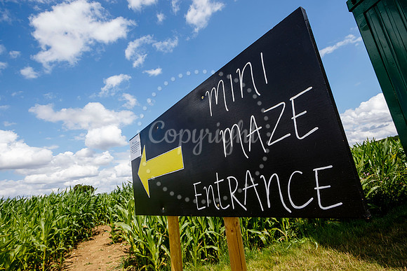 Pulham Market Maize Maze and PYO Wildflowers held at Pulham Patc