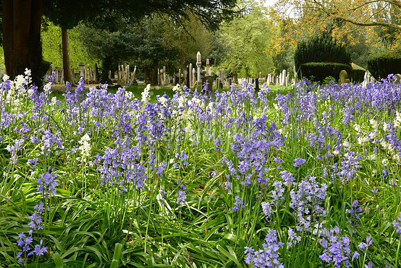 Bluebells in Newark Cemetery