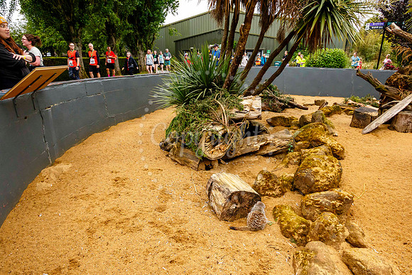 Run Banham Zoo 5K Race