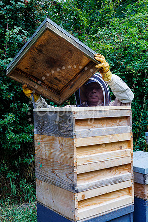 Starston Community Bee Group is celebrating 10 years
