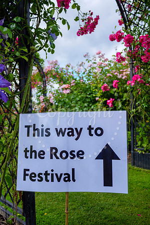 Peter Beales Rose Festival