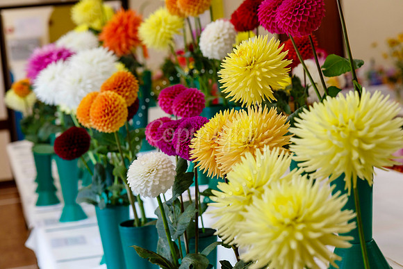 Diss Horticultural Society Annual flower show at Roydon Village