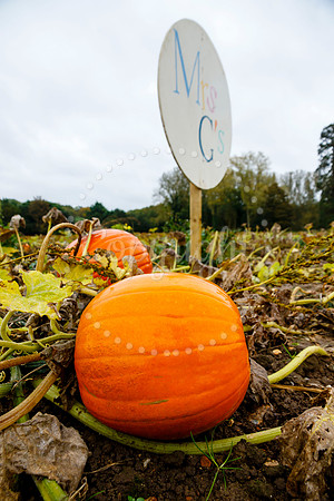 Mrs G’s Pumpkin Patch in Garboldisham opening day