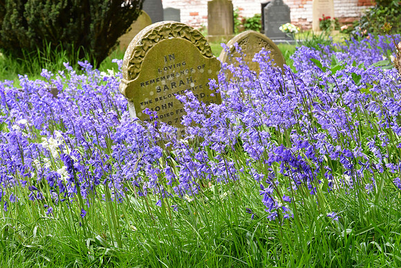 Bluebells in Newark Cemetery