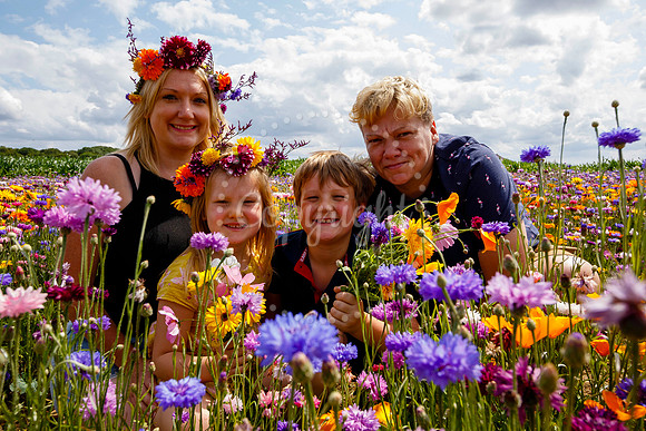 Pulham Market Maize Maze and PYO Wildflowers held at Pulham Patc