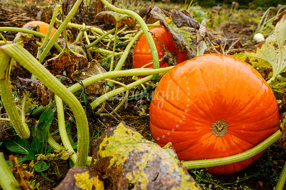 Mrs G’s Pumpkin Patch in Garboldisham opening day