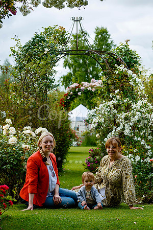 Peter Beales Rose Festival