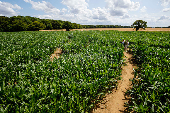 Pulham Market Maize Maze and PYO Wildflowers held at Pulham Patc