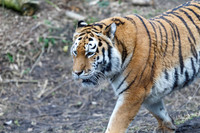 Banham Zoo has offered kids go free during the half term week.