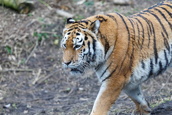 Banham Zoo has offered kids go free during the half term week.
