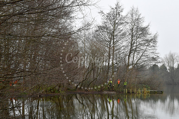 Coppicing at Balderton Lake