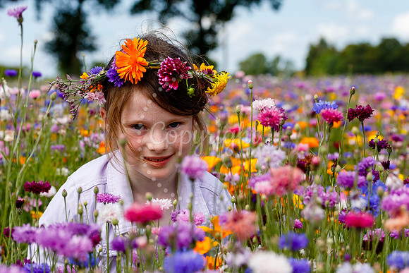 Pulham Market Maize Maze and PYO Wildflowers held at Pulham Patc