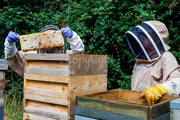 Starston Community Bee Group is celebrating 10 years