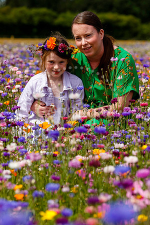 Pulham Market Maize Maze and PYO Wildflowers held at Pulham Patc
