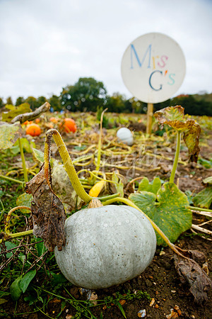 Mrs G’s Pumpkin Patch in Garboldisham opening day