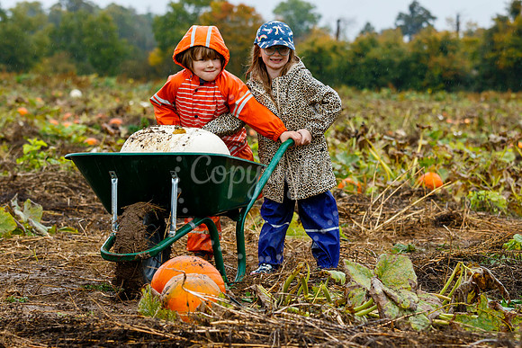 Mrs G’s Pumpkin Patch in Garboldisham opening day