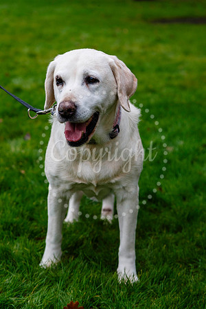 Daisy the Labrador