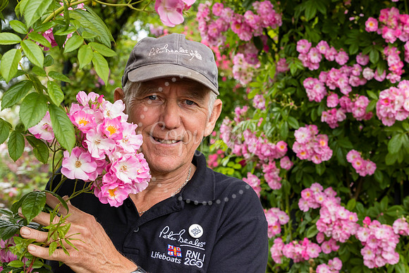 Peter Beales Rose Festival