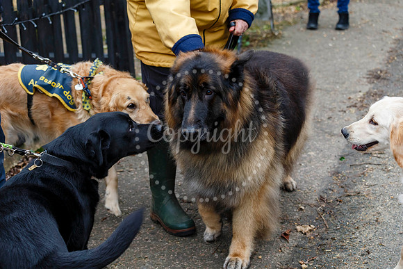 Fressingfield New Year’s Day Dog Walk