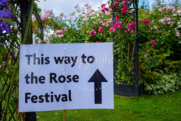 Peter Beales Rose Festival