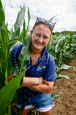Pulham Market Maize Maze and PYO Wildflowers held at Pulham Patc
