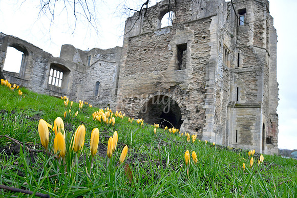 Spring Flowers