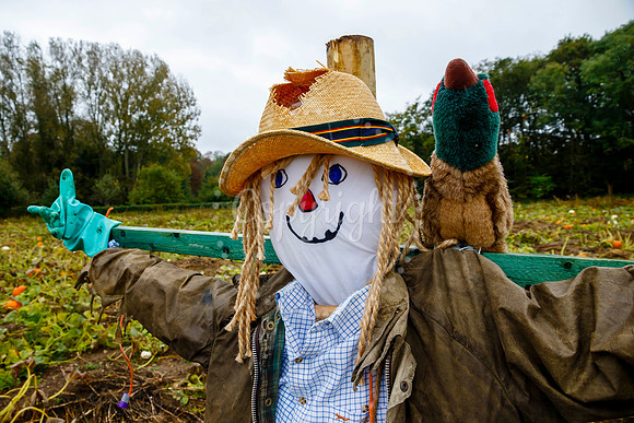 Mrs G’s Pumpkin Patch in Garboldisham opening day