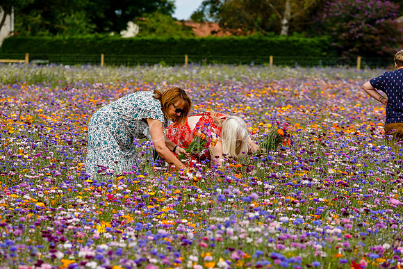Pulham Market Maize Maze and PYO Wildflowers held at Pulham Patc