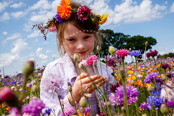 Pulham Market Maize Maze and PYO Wildflowers held at Pulham Patc