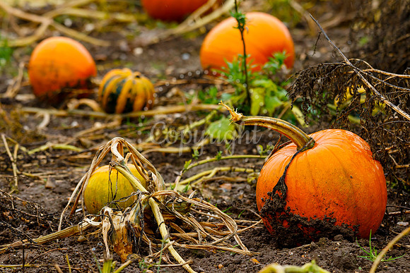 Mrs G’s Pumpkin Patch in Garboldisham opening day